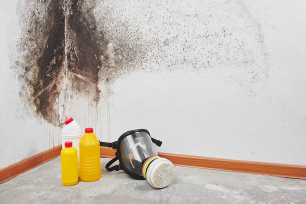 Best Crawl Space Mold Removal  in Baltic, CT