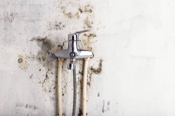 Best Fast Mold Removal  in Baltic, CT