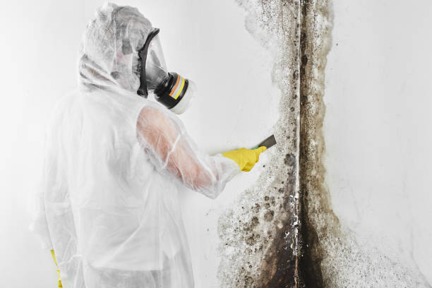 Best Mold Testing  in Baltic, CT