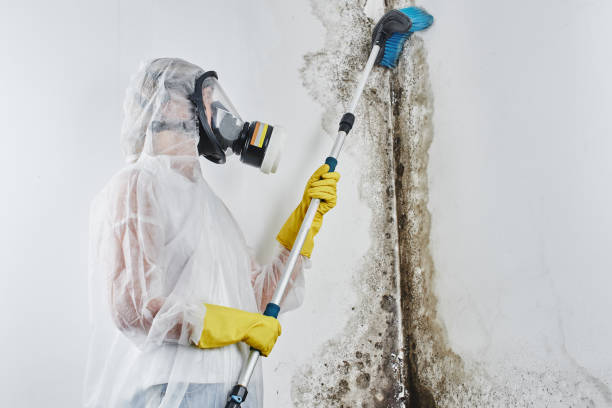 Best Mold Remediation Services  in Baltic, CT