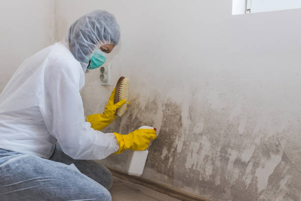 Best Affordable Mold Removal  in Baltic, CT