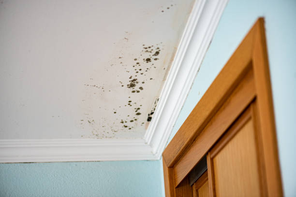 Best Home Mold Removal  in Baltic, CT