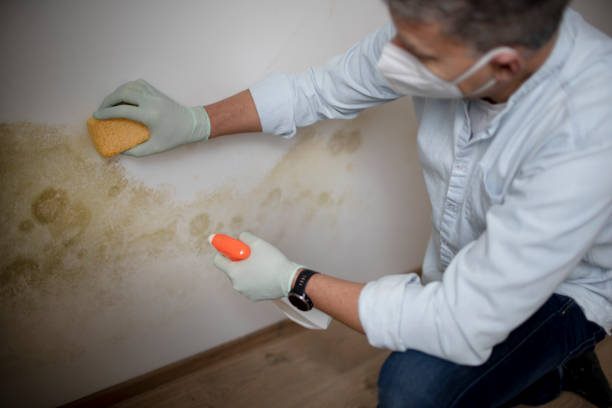 Best Commercial Mold Removal  in Baltic, CT