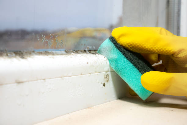 Best Toxic Mold Removal  in Baltic, CT