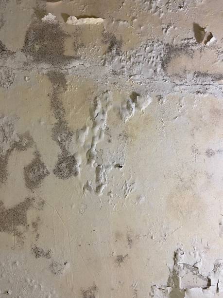 Attic Mold Removal in Baltic, CT