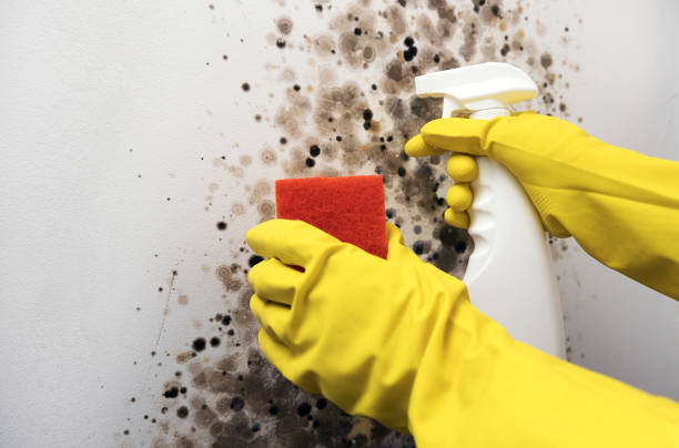 Best Mold Testing  in Baltic, CT