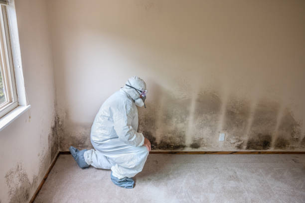 Best Residential Mold Removal  in Baltic, CT