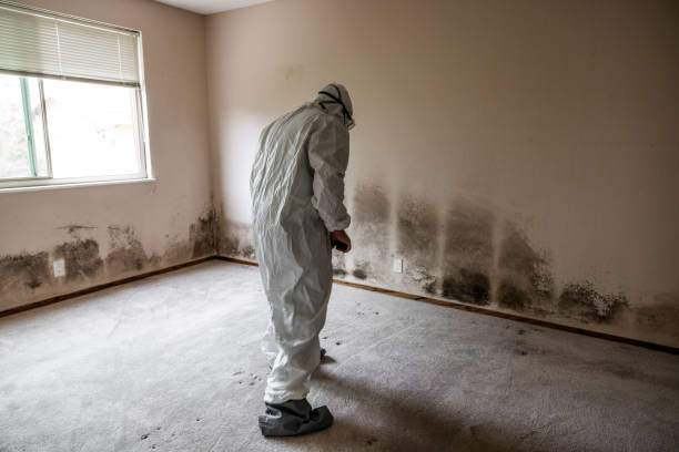 Best Attic Mold Removal  in Baltic, CT