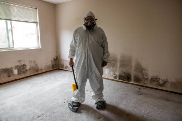 Reliable Baltic, CT Mold Removal Solutions