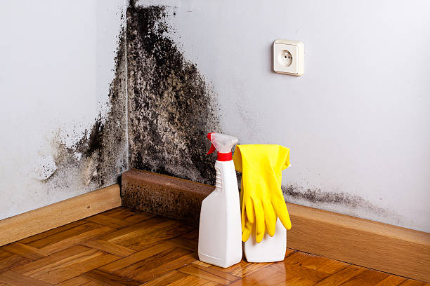 Best Certified Mold Removal  in Baltic, CT