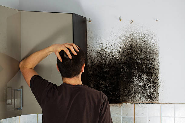 Best Mold Removal Near Me  in Baltic, CT