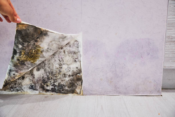 Best Professional Mold Removal  in Baltic, CT